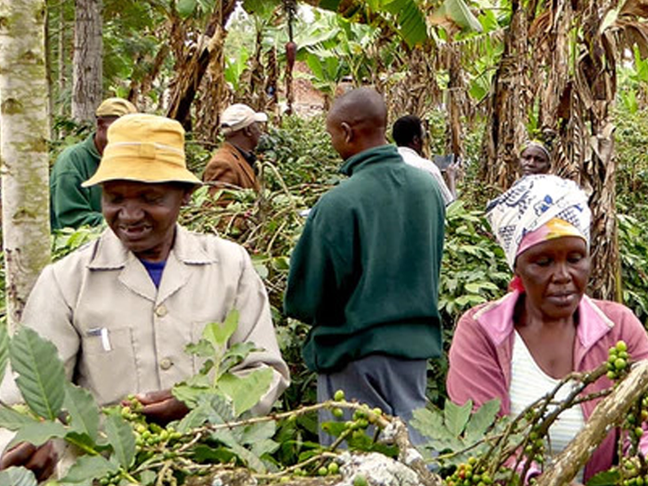 The Better Lives of Coffee Farmers with the Mt. Meru Coffee Project