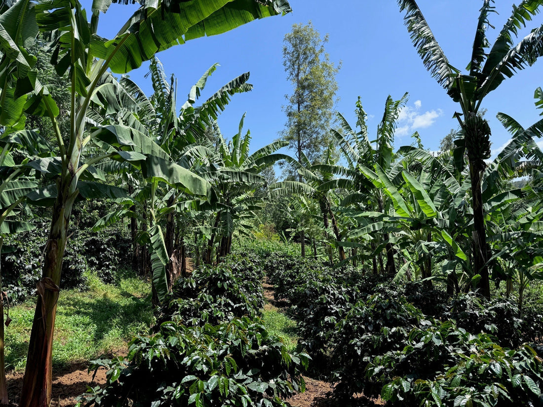 Mt. Meru Coffee Project - Summary at 25 years