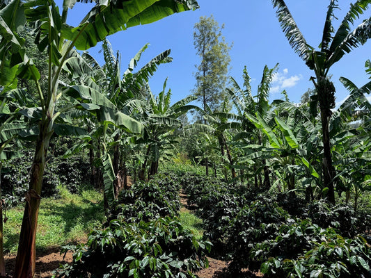 Mt. Meru Coffee Project - Summary at 25 years