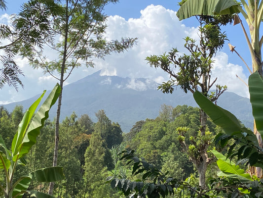 Tanzanian Coffee Growers Join the Climate Change Fight