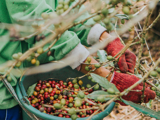 A Cup of Mt. Meru Coffee for the Future of Tanzania