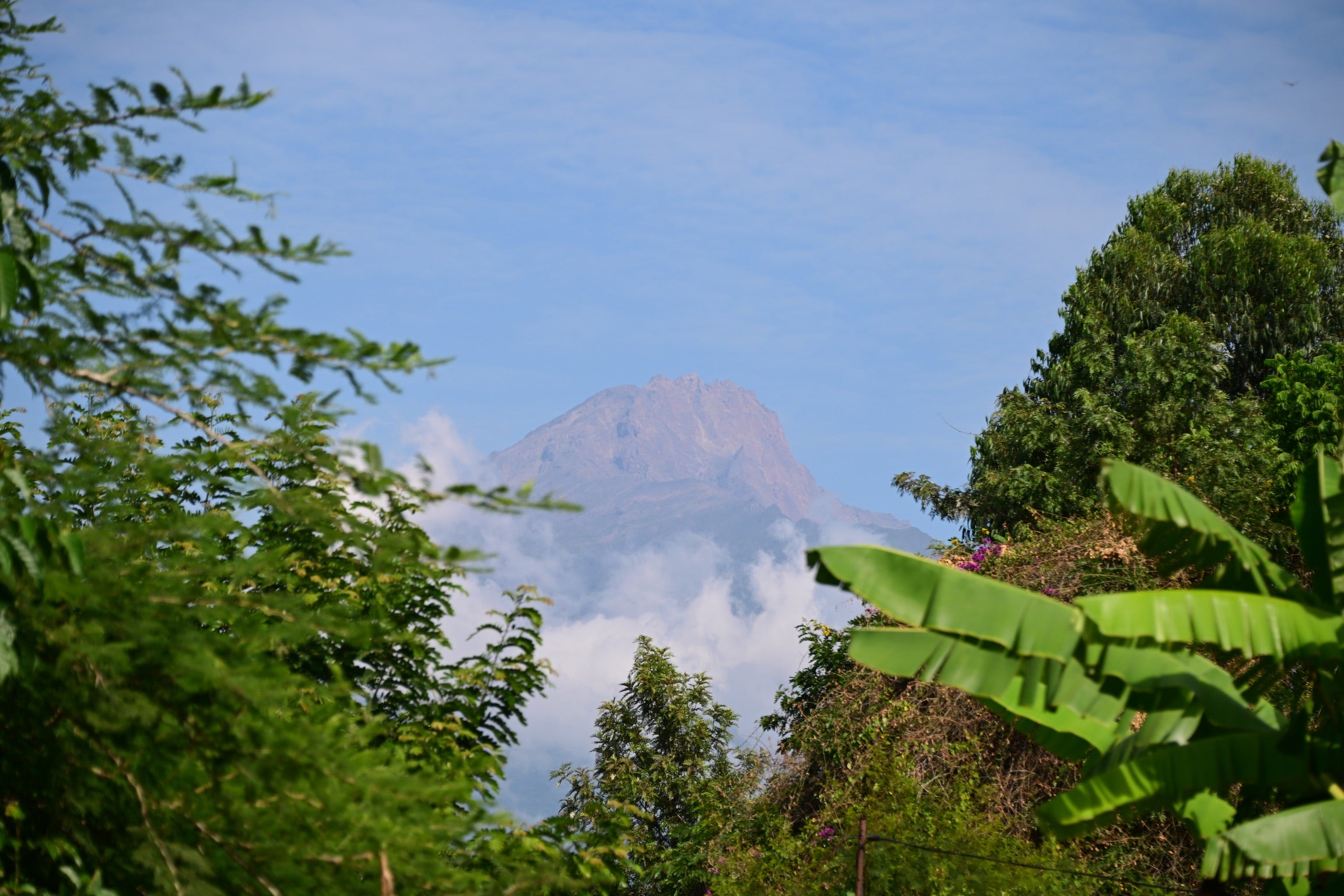Mt. Meru Premium Tanzanian Coffee – Mt. Meru Coffee Project, Inc.